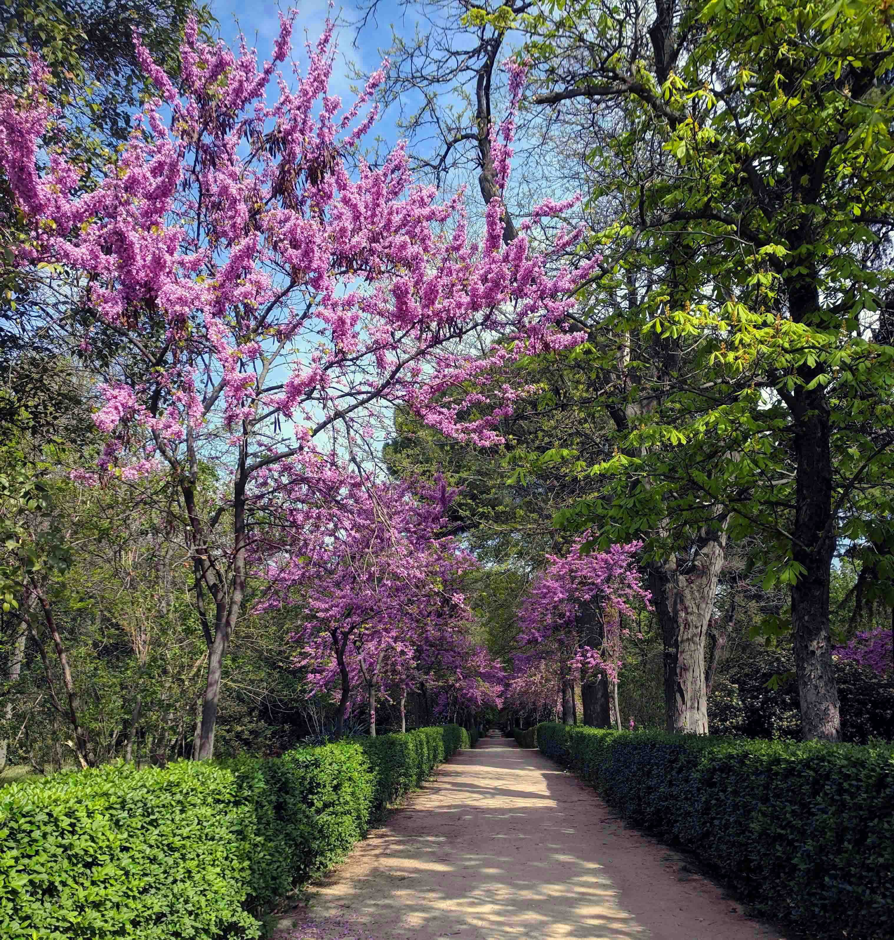 Springtime in El Retiro Park
